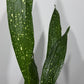 Aspidistra elatior Milky Way Mājas svētība - www.augi - plants.lv