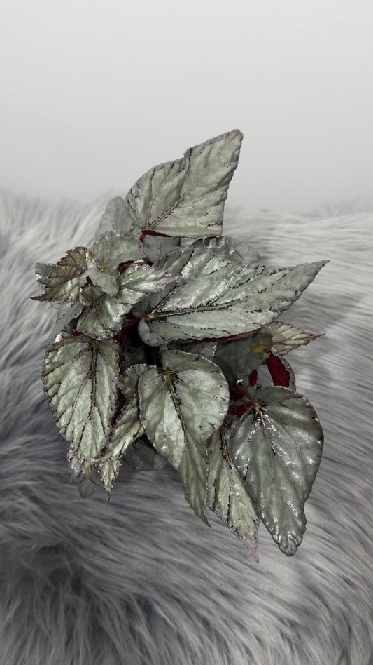 Begonia Beleaf 1 - www.augi-plants.lv