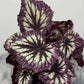 Begonia Fireworks - www.augi - plants.lv