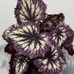 Begonia Fireworks - www.augi - plants.lv