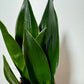 Sansevieria 'Black Diamond' - www.augi-plants.lv