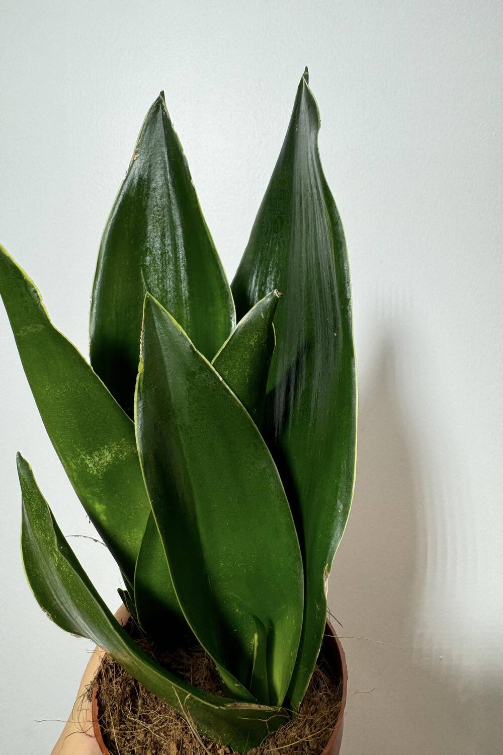 Sansevieria 'Black Diamond' - www.augi-plants.lv