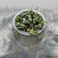 Ceropegia woodii - www.augi-plants.lv