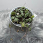 Ceropegia woodii - www.augi-plants.lv
