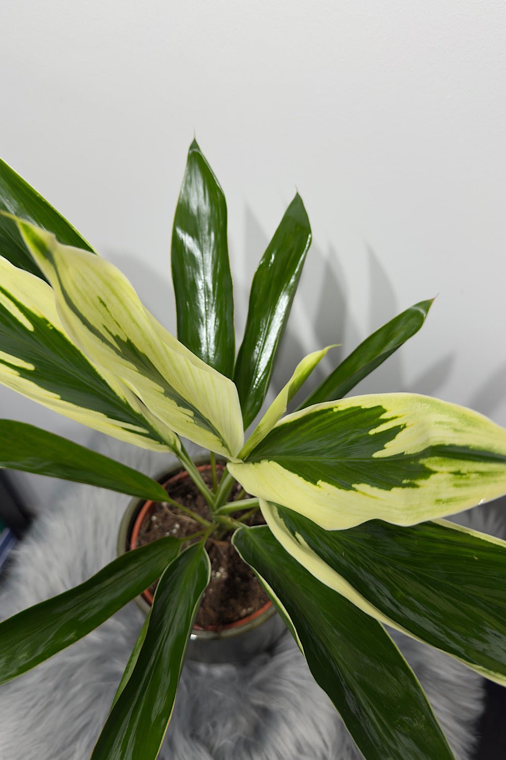Cordyline 3 - www.augi - plants.lv