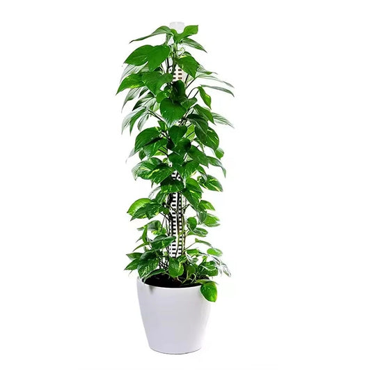 Сфагнум суна стаб 50cm