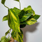 Epipremnum Hicolor - www.augi-plants.lv