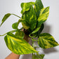 Epipremnum Hicolor - www.augi-plants.lv