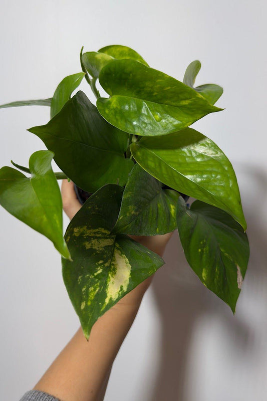 Epipremnum Pothos Gold - www.augi-plants.lv