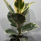 Ficus elastica Ruby - www.augi-plants.lv