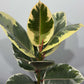 Ficus elastica Ruby - www.augi-plants.lv