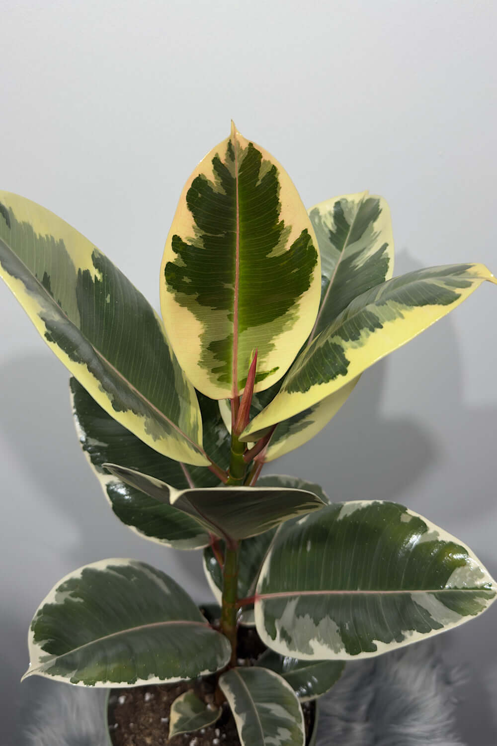 Ficus elastica Ruby - www.augi-plants.lv
