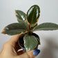 Ficus Ruby Bicolor - www.augi-plants.lv