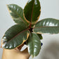 Ficus Ruby Bicolor - www.augi-plants.lv