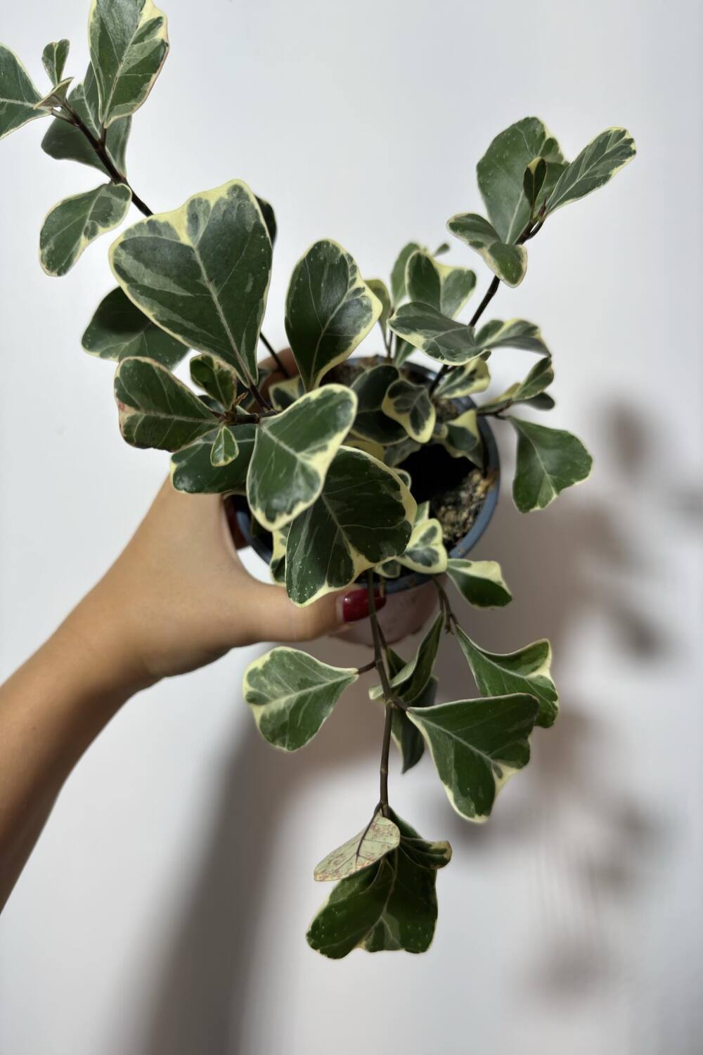 Ficus Triangularis Variegated - www.augi-plants.lv