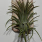 Gaisa augs Tillandsia Air plant 6 - www.augi - plants.lv