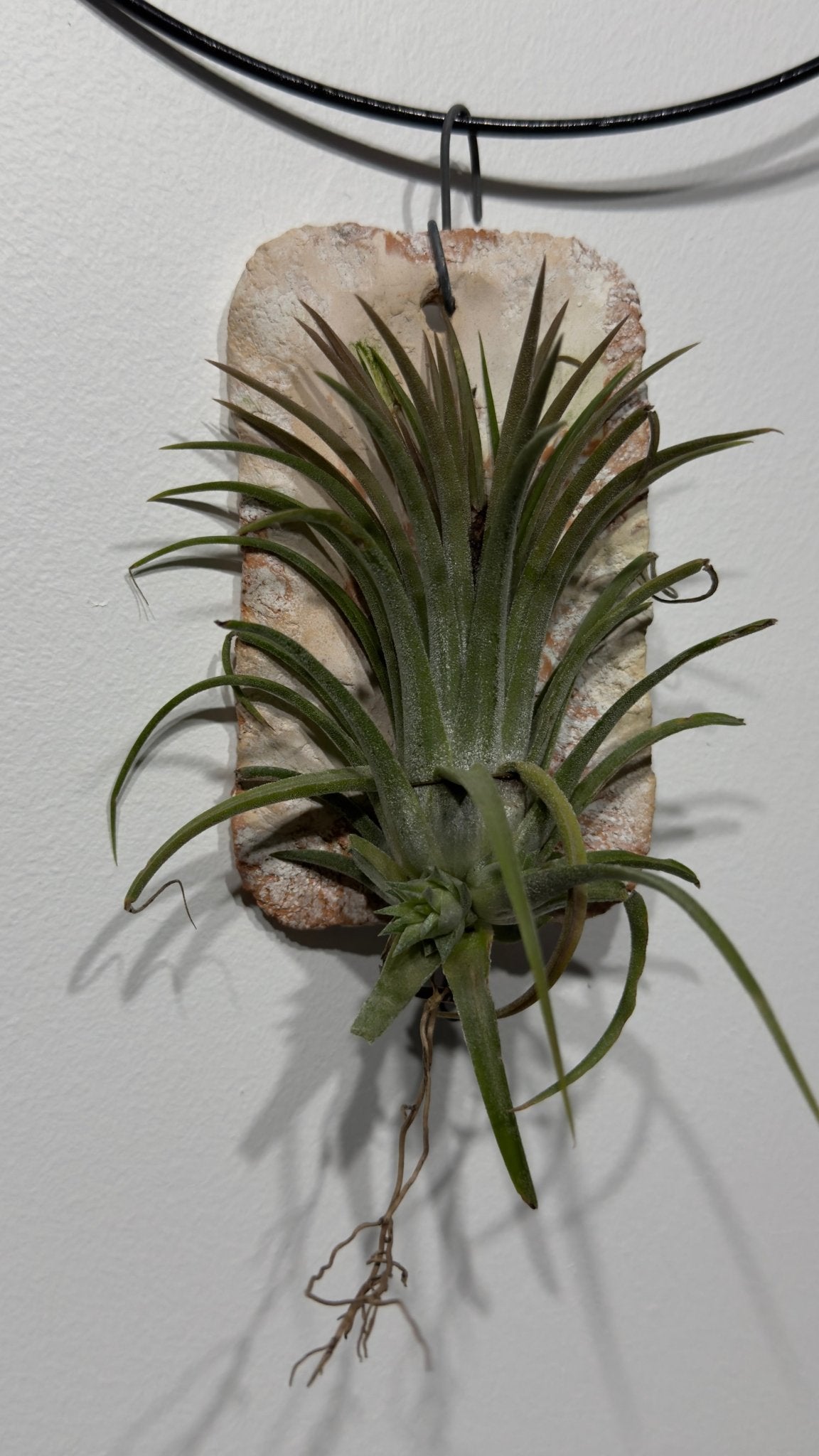 Gaisa augs Tillandsia Air plant 6 - www.augi - plants.lv