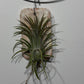 Gaisa augs Tillandsia Air plant 6 - www.augi - plants.lv