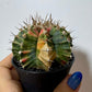 Gymnocalycium mihanovichii variegata - www.augi-plants.lv