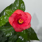 Hibiscus Sunny Vanetie - www.augi - plants.lv