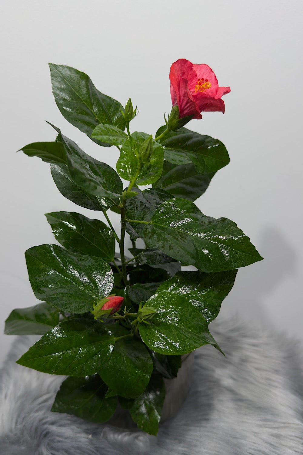 Hibiscus Sunny Vanetie - www.augi - plants.lv