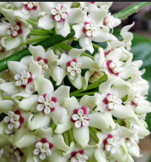 Hoya Australis Lisa - www.augi - plants.lv