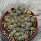 Lithops 6 - www.augi - plants.lv