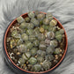 Lithops 6 - www.augi - plants.lv