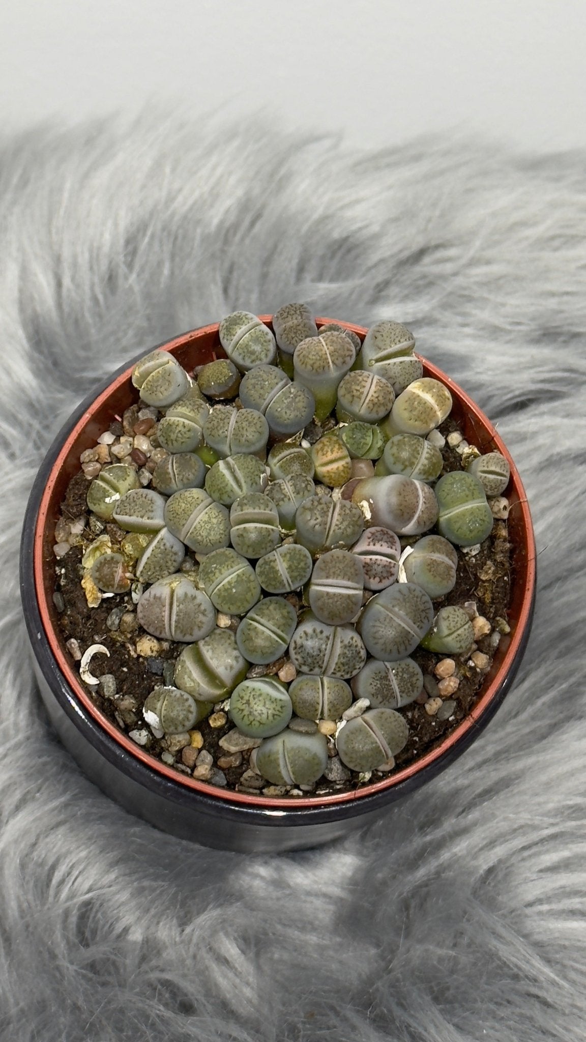 Lithops 6 - www.augi - plants.lv
