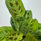 Maranta Fiesta - www.augi-plants.lv
