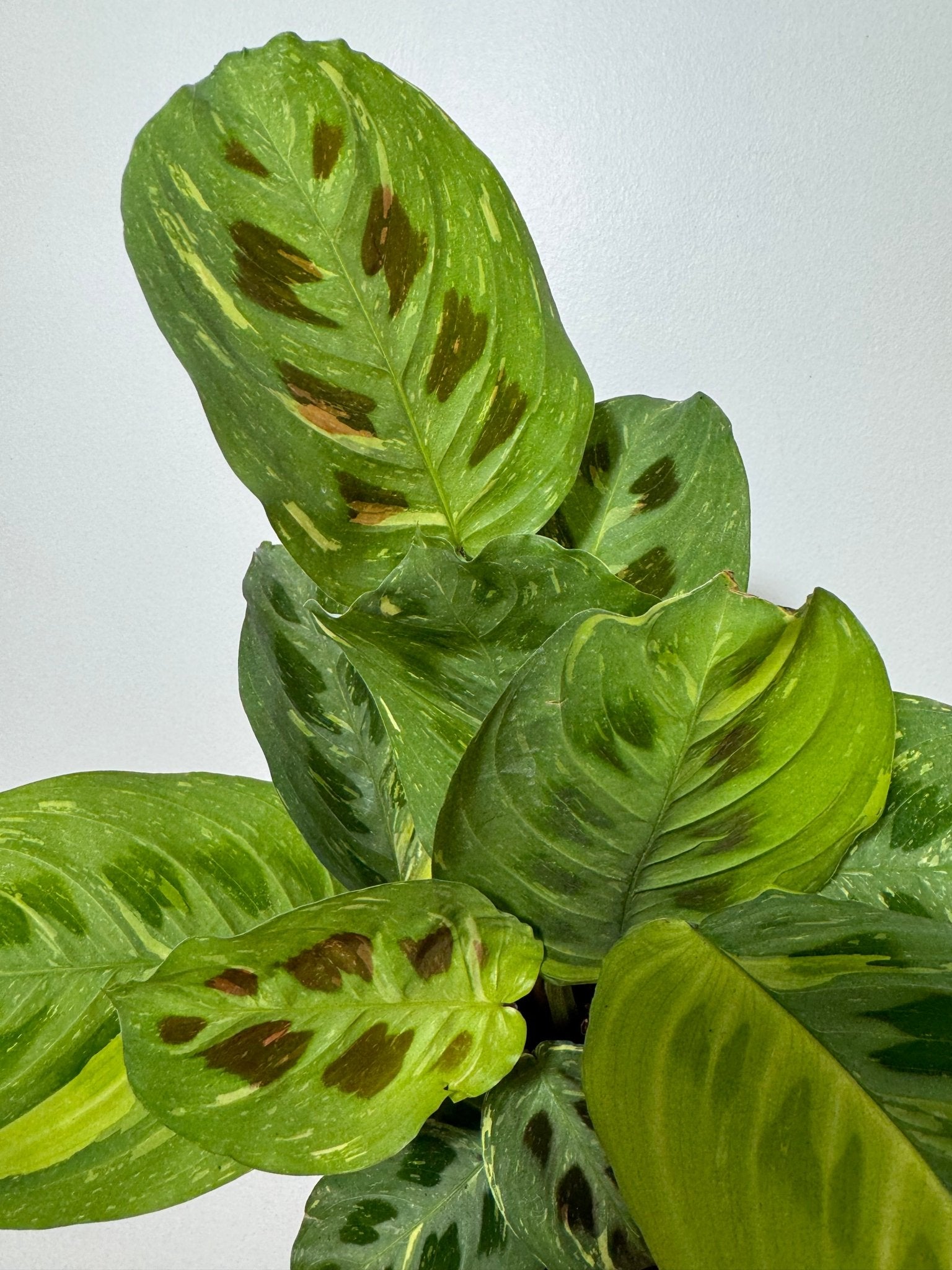 Maranta Fiesta - www.augi-plants.lv