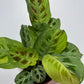 Maranta Fiesta - www.augi-plants.lv