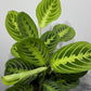 Maranta Lemon - www.augi-plants.lv