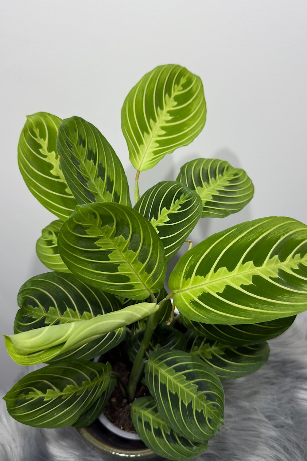 Maranta Lemon - www.augi-plants.lv