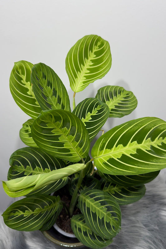Maranta Lemon - www.augi - plants.lv