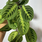 Maranta Lemon - www.augi-plants.lv