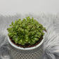 Mušķērājs Drosera Aliciae - www.augi-plants.lv