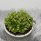 Mušķērājs Drosera Aliciae - www.augi-plants.lv