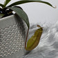 Mušķērājs Nepenthes - www.augi-plants.lv