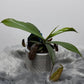 Mušķērājs Nepenthes - www.augi-plants.lv