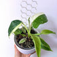 Philodendron Jose Bueno - www.augi-plants.lv