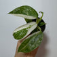 Philodendron Jose Bueno - www.augi-plants.lv