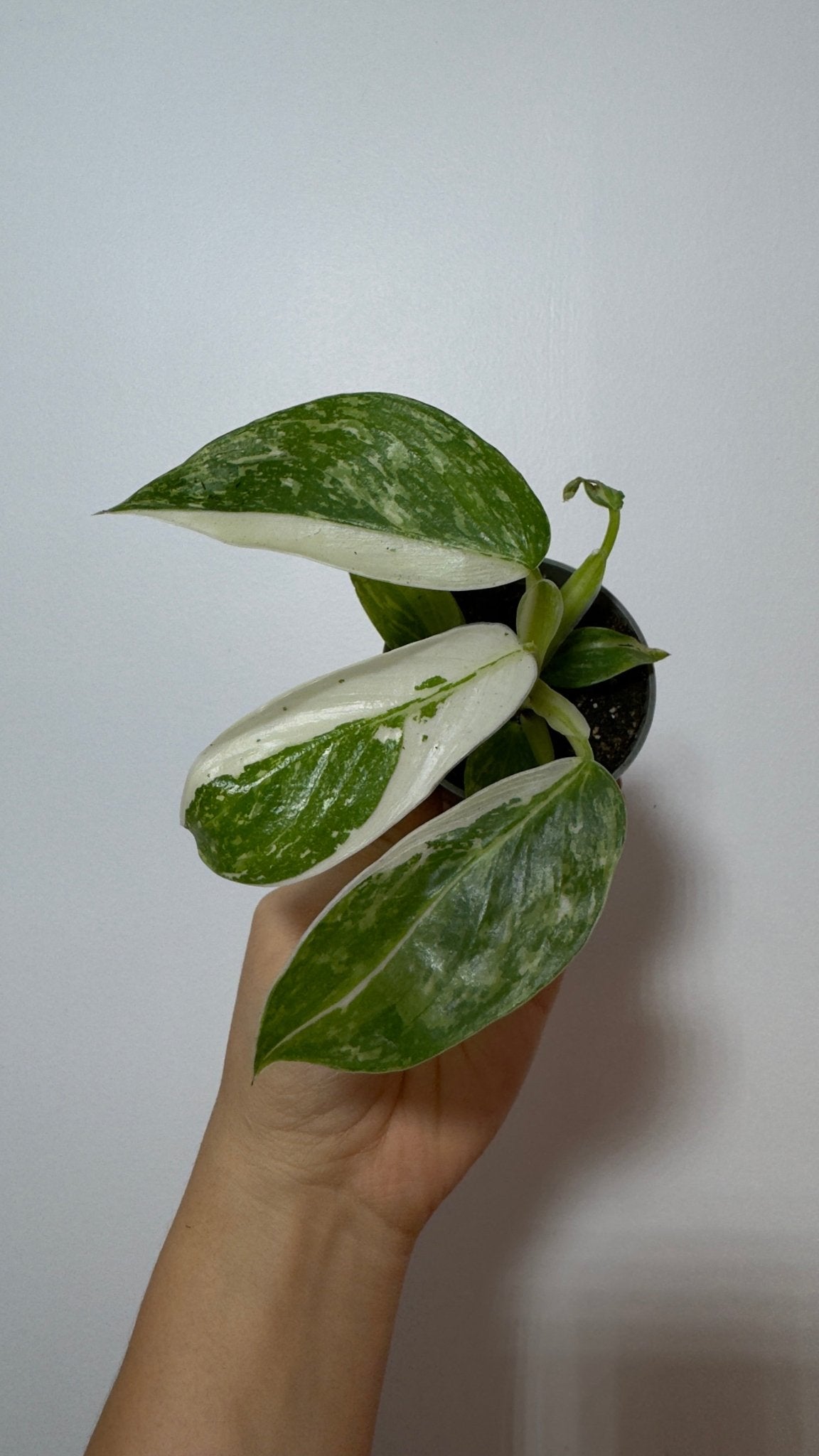 Philodendron Jose Bueno - www.augi-plants.lv