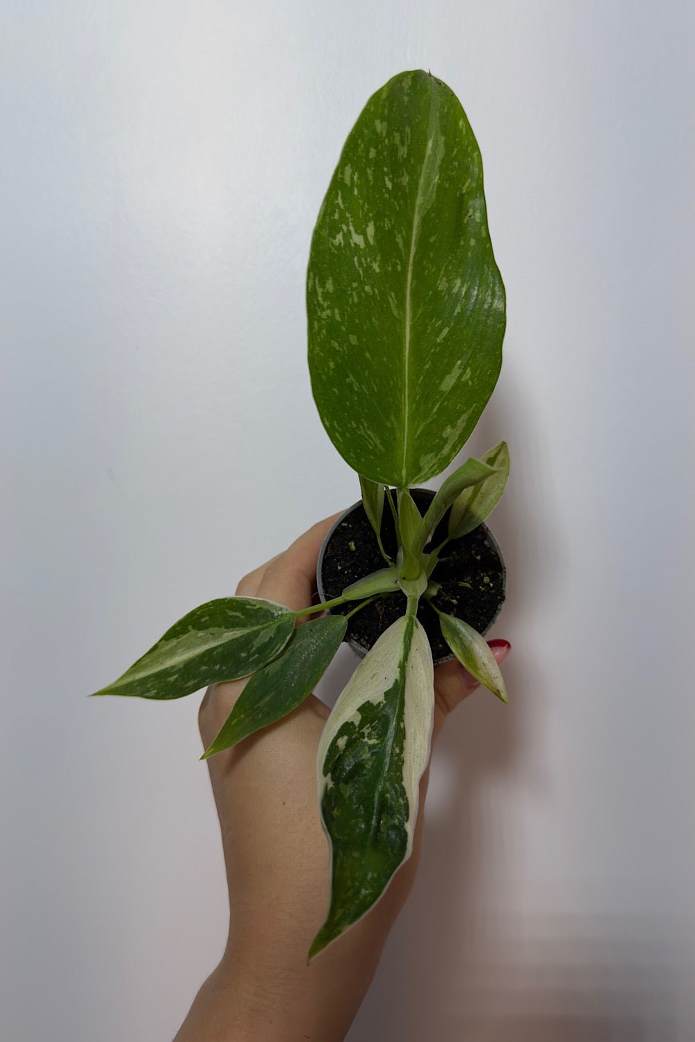 Philodendron Jose Bueno - www.augi-plants.lv