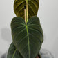 Philodendron melanochrysum - www.augi - plants.lv