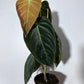 Philodendron melanochrysum - www.augi - plants.lv