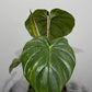 Philodendron Pastazanum - www.augi - plants.lv