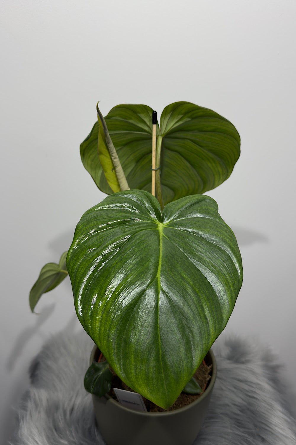Philodendron Pastazanum - www.augi - plants.lv