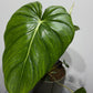 Philodendron Pastazanum - www.augi - plants.lv