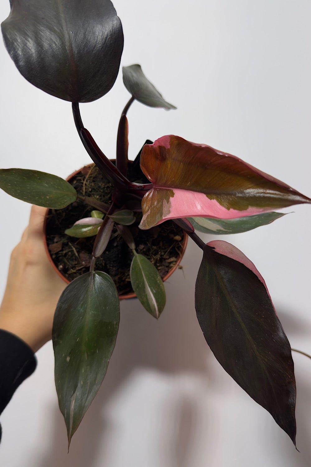 Philodendron Pink Princess - www.augi - plants.lv